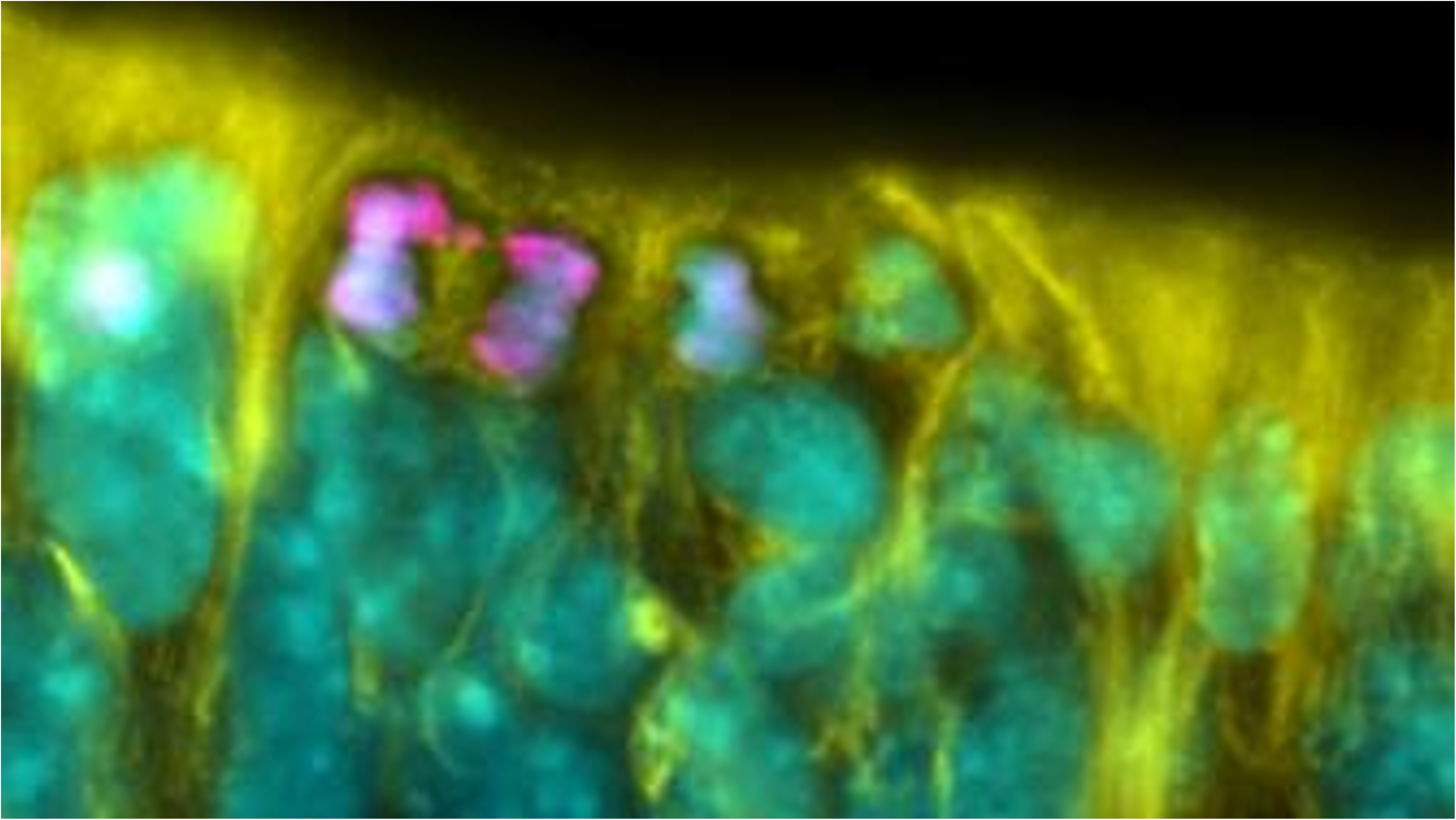 How Developmental Signals Can Contribute to Genomic Mosaicism