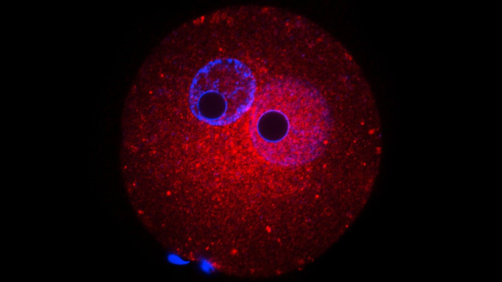 Sweet gene regulation in the mammalian embryo