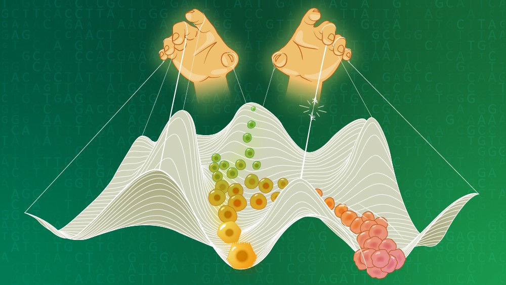 A special puppeteer holds the strings to liver cells’ identity