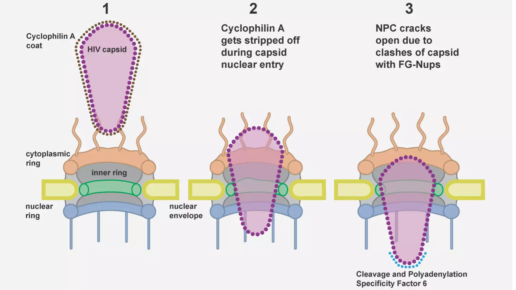 How the HIV-1 Capsid Cracks the Barrier of the Human Nucleus