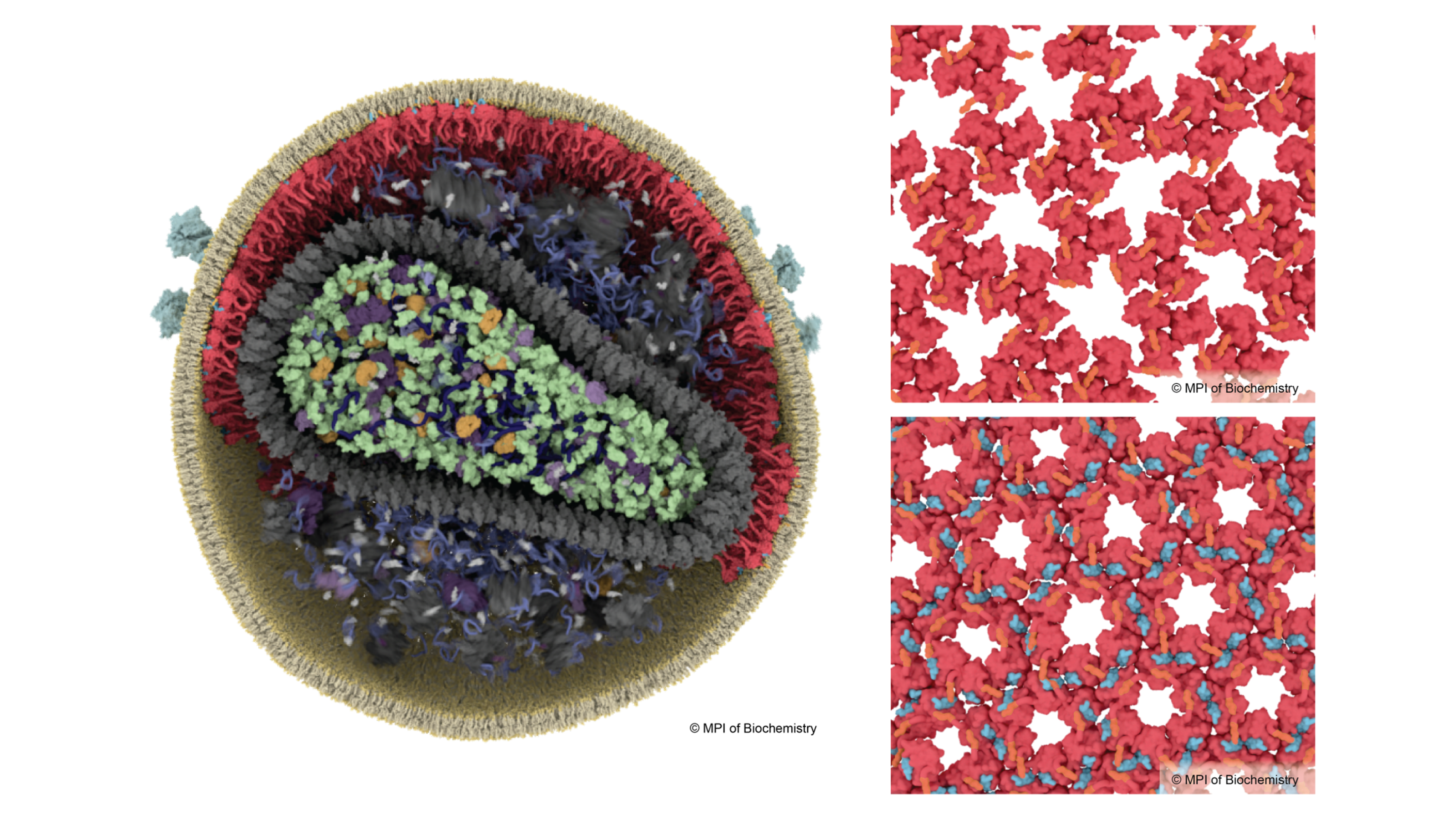 Scientists discover the function of a mysterious HIV component