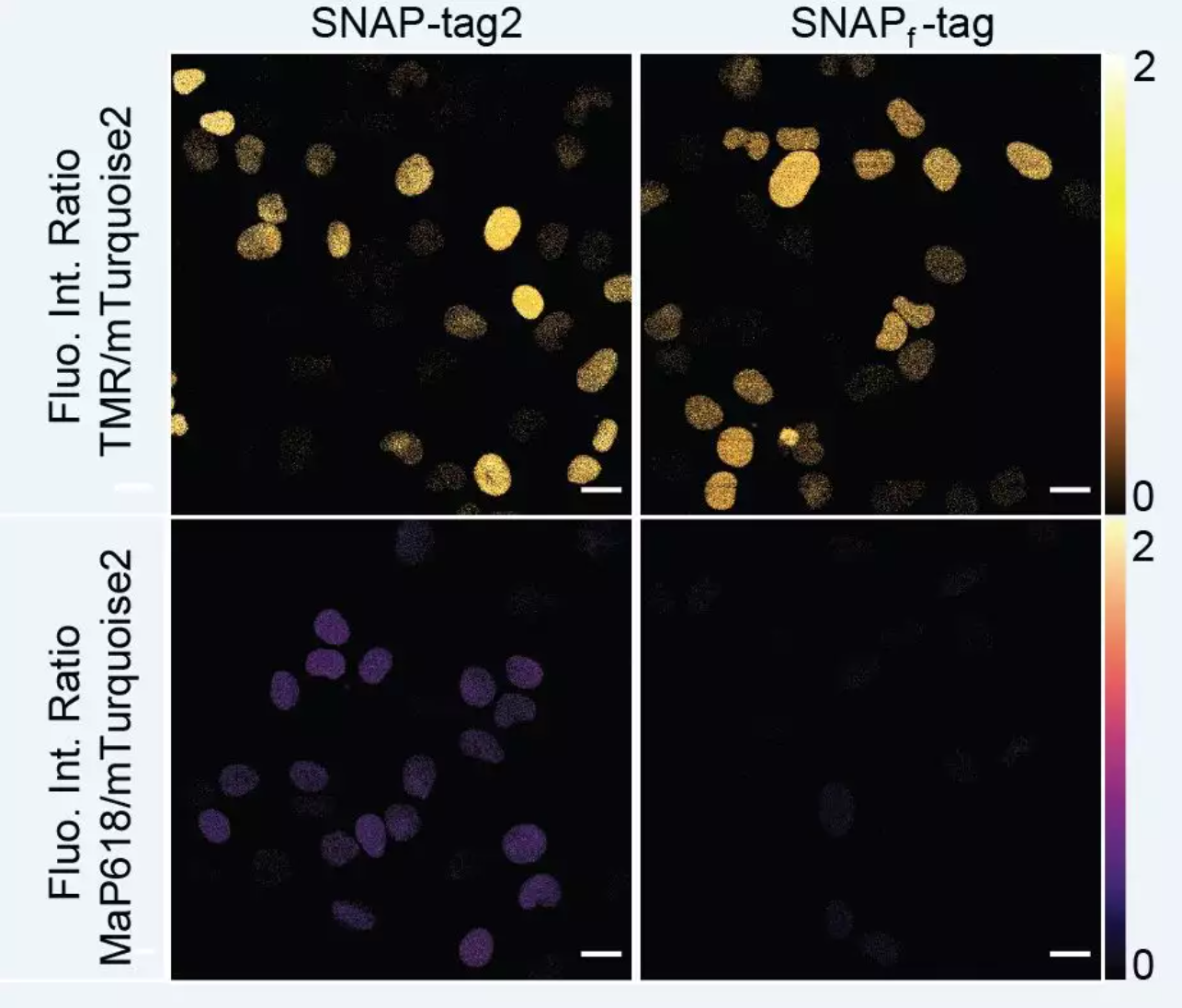 Faster and brighter protein labeling with new tool SNAP-tag2 - BioRN ...