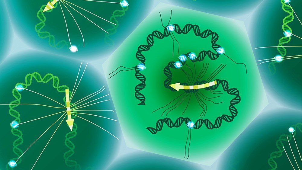 New tool offers single-cell study of specific genetic variants