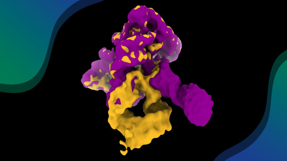 RNA in action: filming a ribozyme’s self-assembly