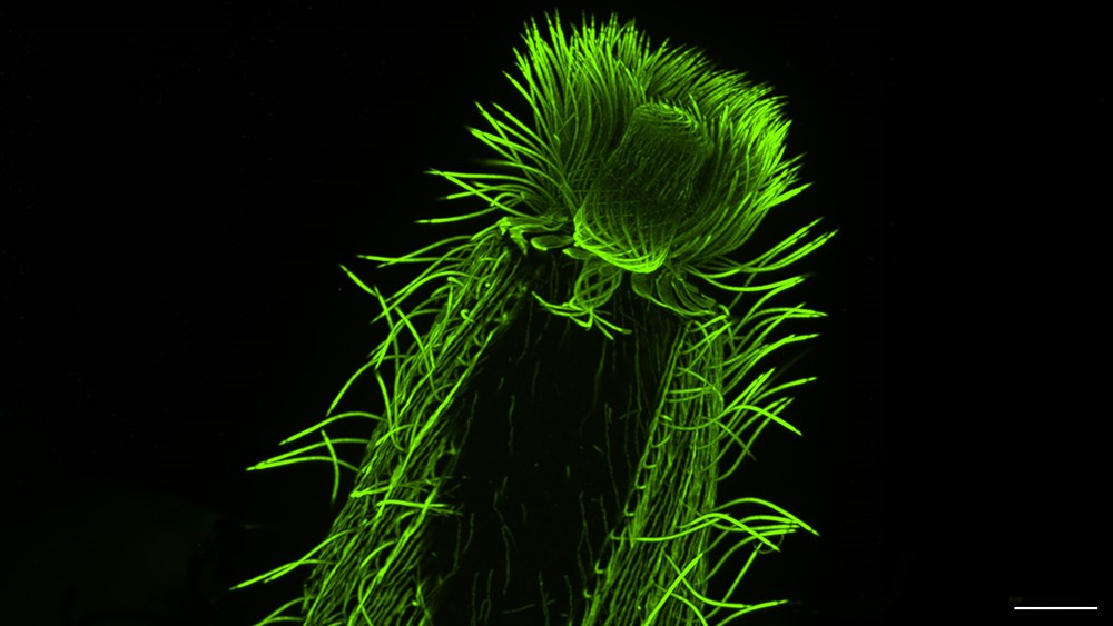 Expanding the biological world through microscopy