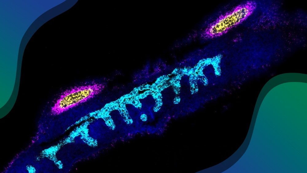 Cell map unlocks secrets of how reproductive organs form