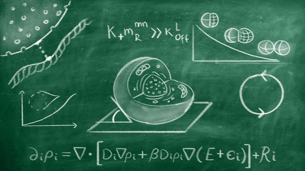 Shapes, signals, and boundaries: how cells turn physics into information