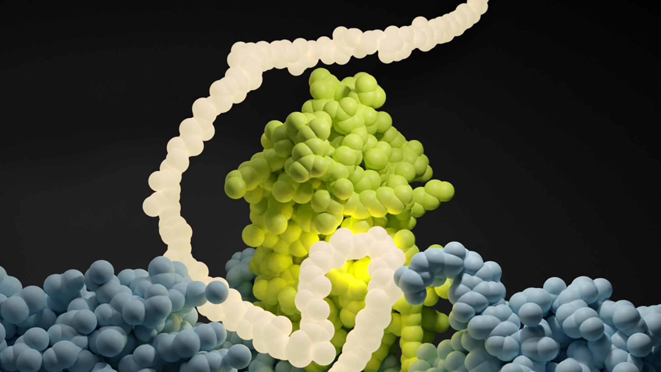 New Findings on the First Steps in Protein Synthesis