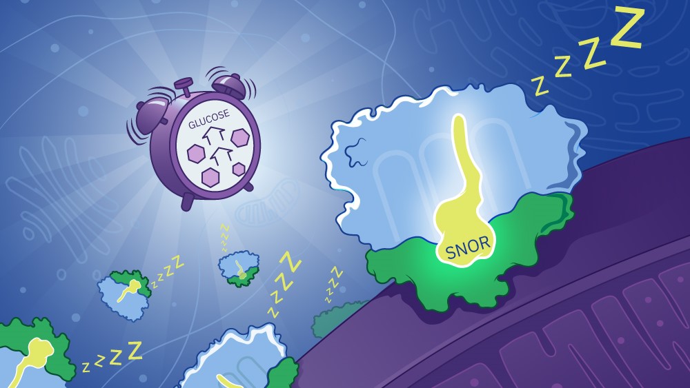 Providing a cellular ‘all-clear’ signal to resume protein synthesis
