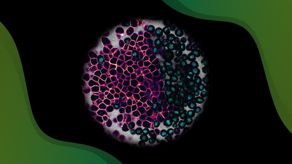Connecting tissue physical changes to what developing cells become