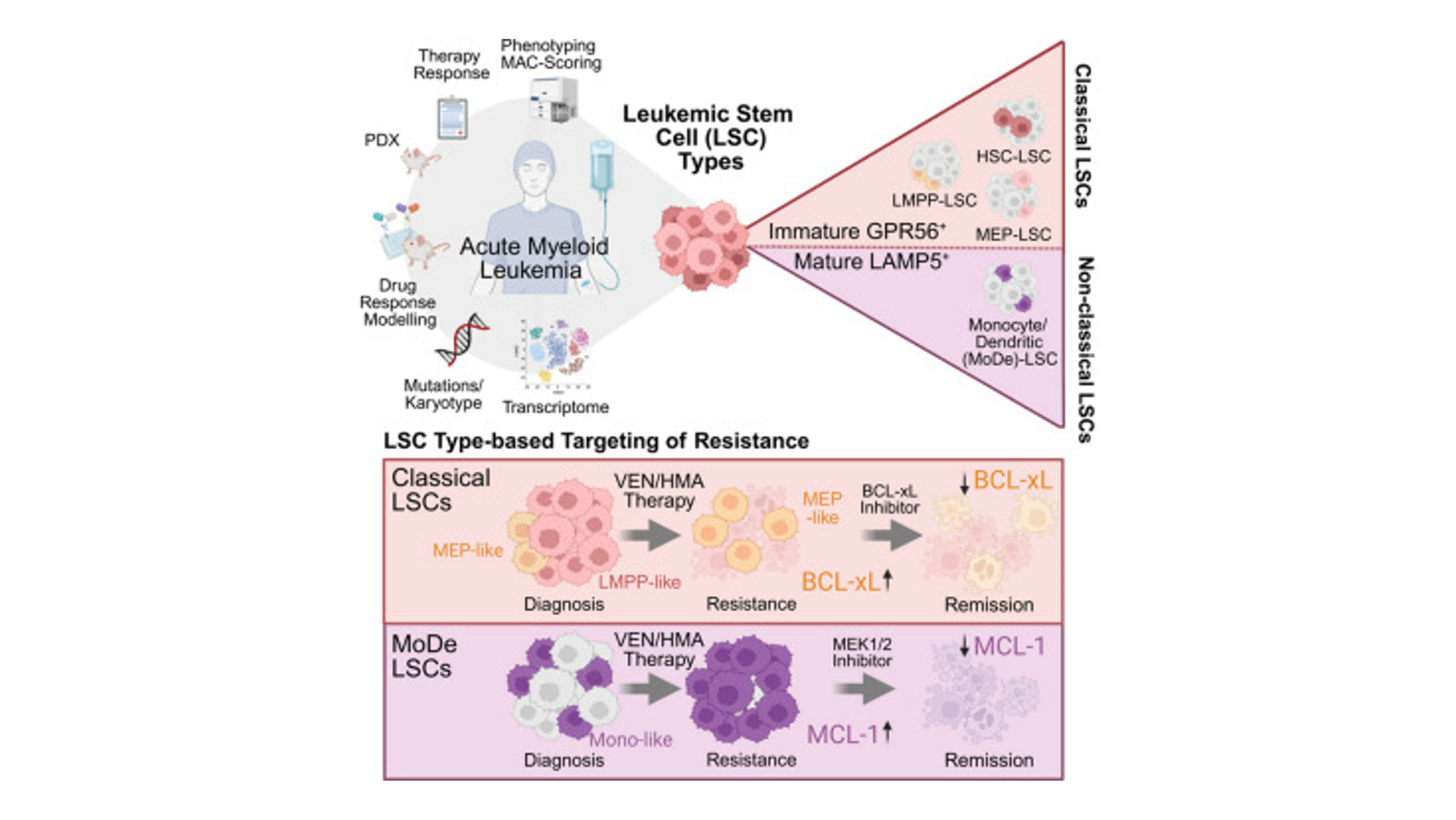 New Publication by HI-STEM: Leukemic stem cell subtypes determine venetoclax resistance and therapeutic vulnerabilities in AML