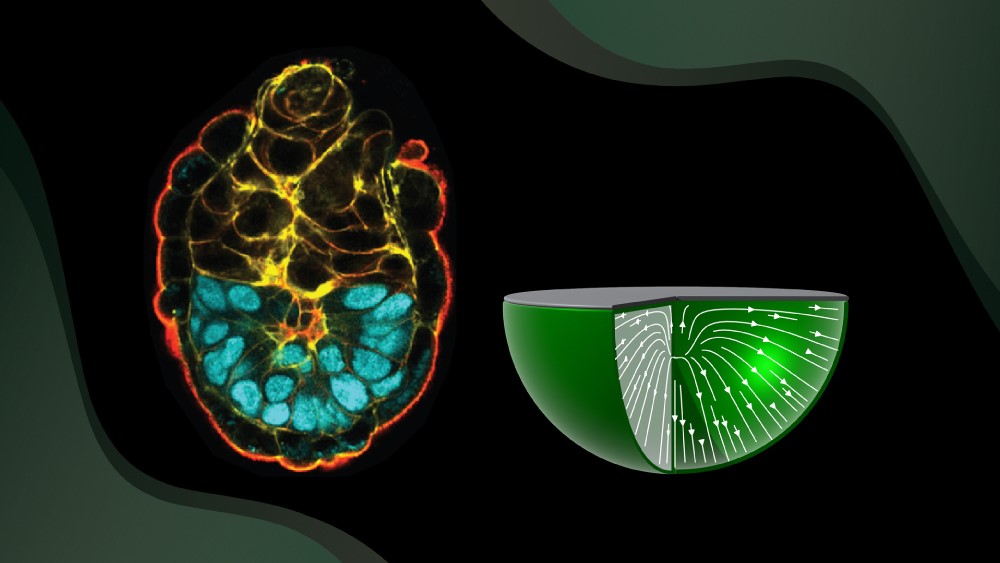 Cells, boundaries, and the emergence of biological order