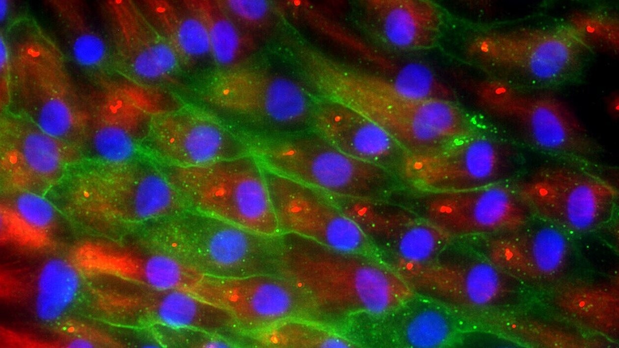 Optimized Formula: New Bio-Ink Can Depict the Cell Environment Even More Accurately