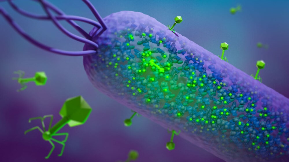 A viral ‘loose cannon’ enzyme helps phages shut down bacterial defences