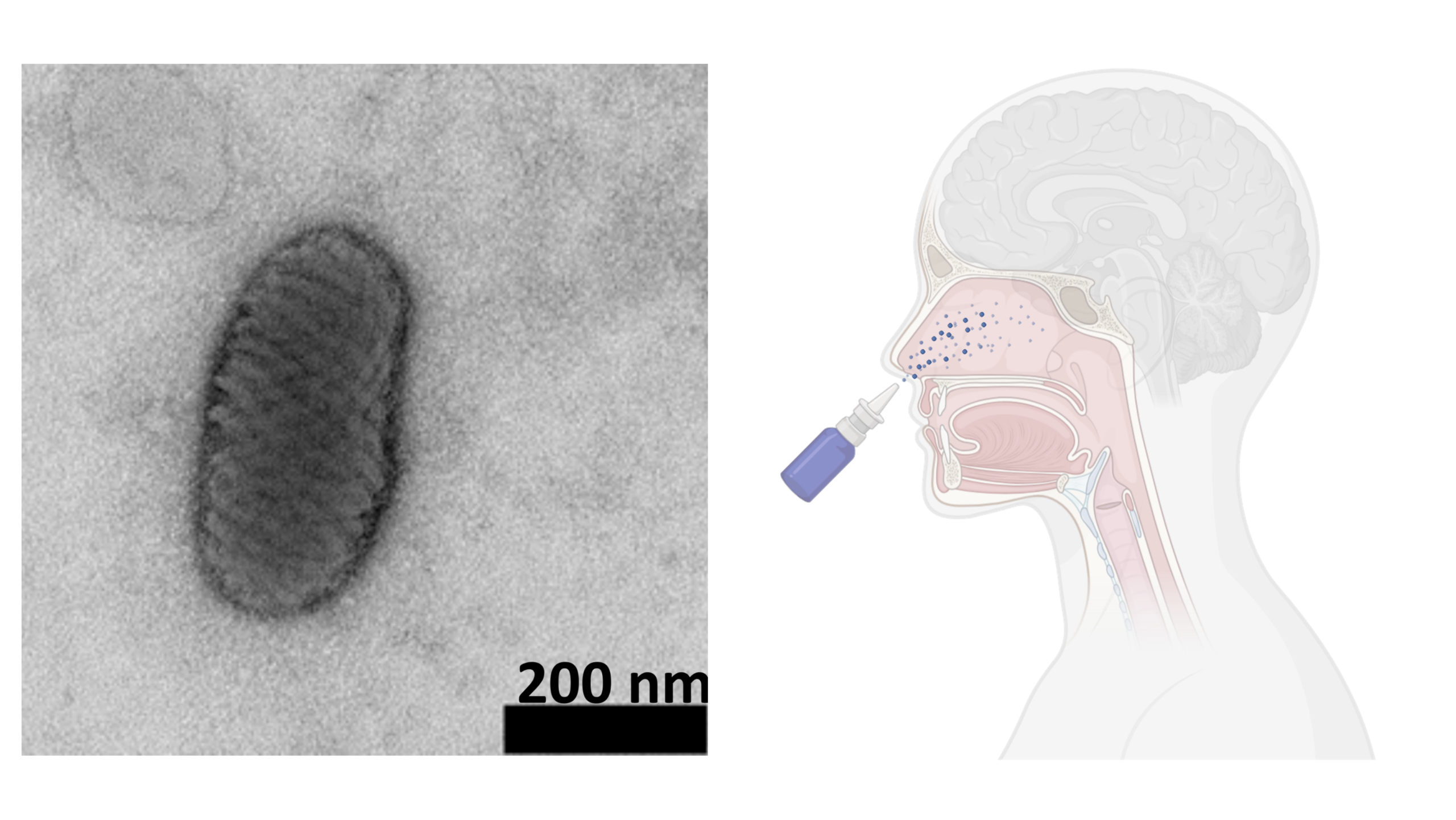 A local barrier against respiratory viruses
