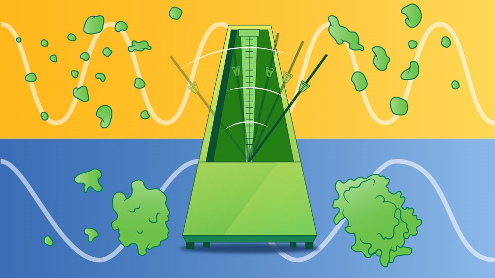 Protein degradation rate helps explain why humans develop more slowly than mice