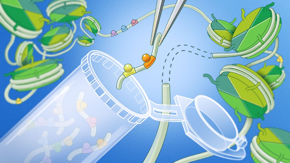 A new genetic tool helps researchers uncover the logic of gene regulation