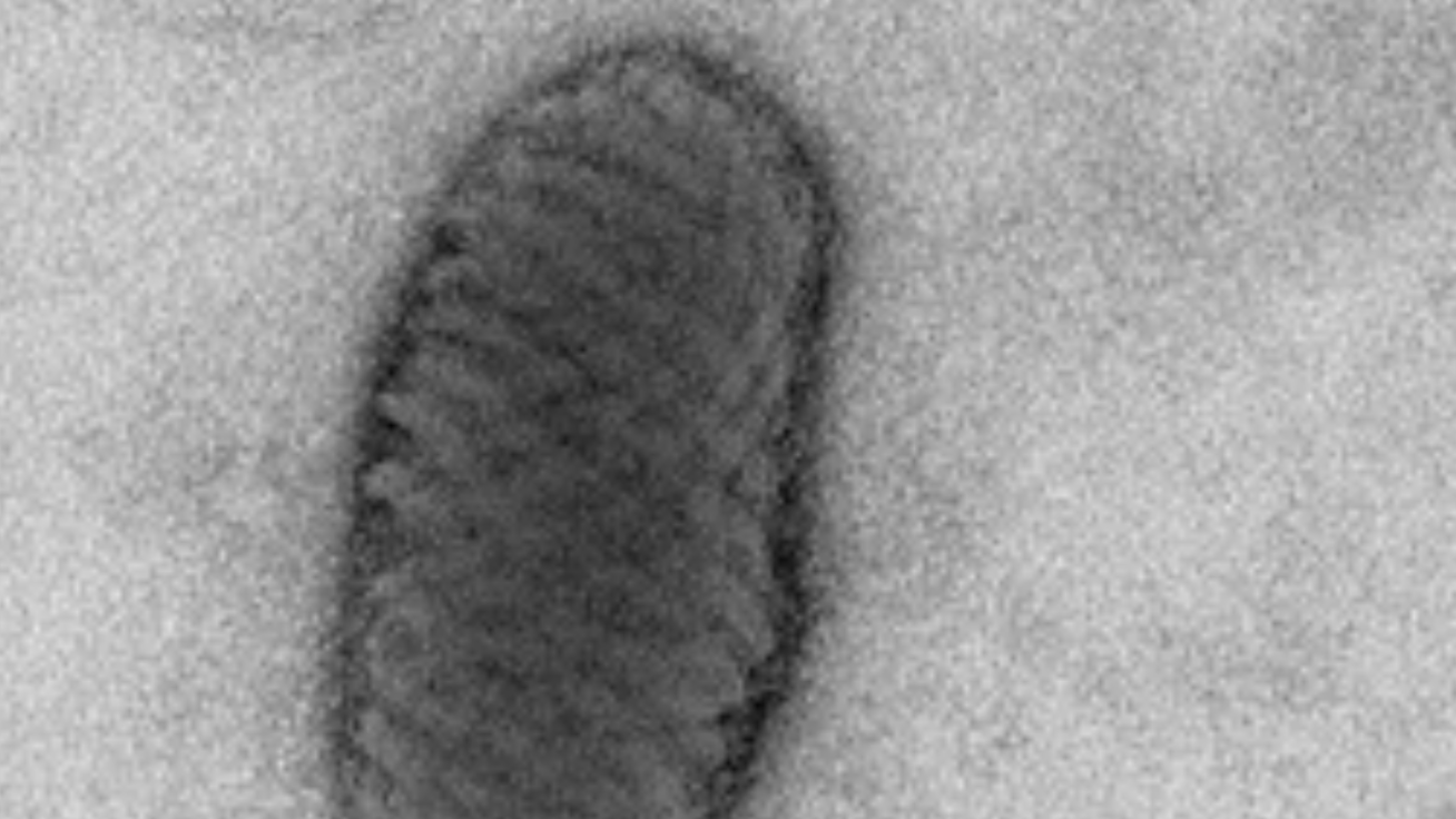 A local barrier against respiratory viruses – NMI participates in new project with Fraunhofer IGB