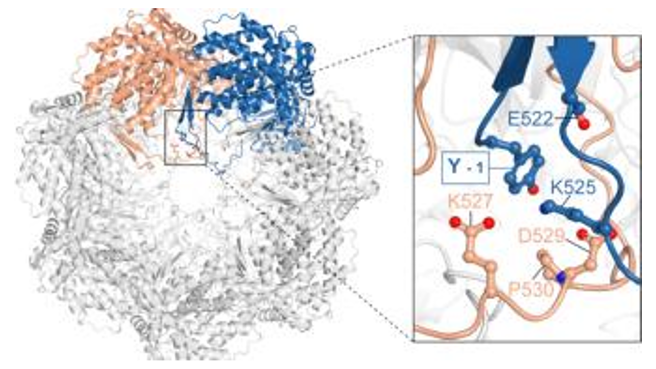 Mitochondrial Protein Complexes: A Single Amino Acid Can Jeopardize Their Stability