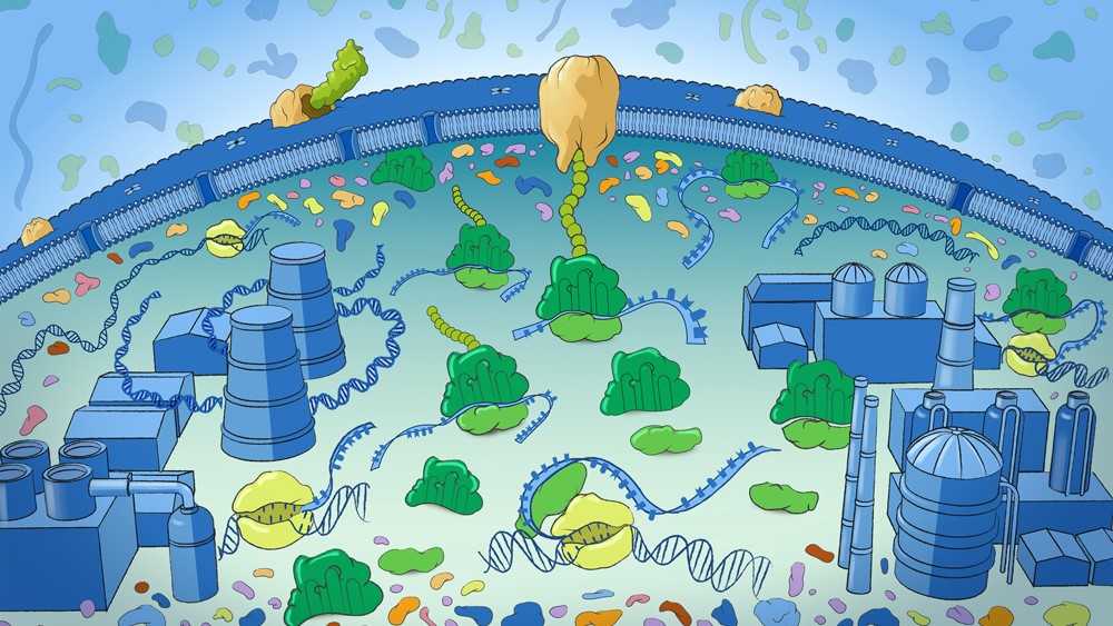 The bustling molecular communities inside cells