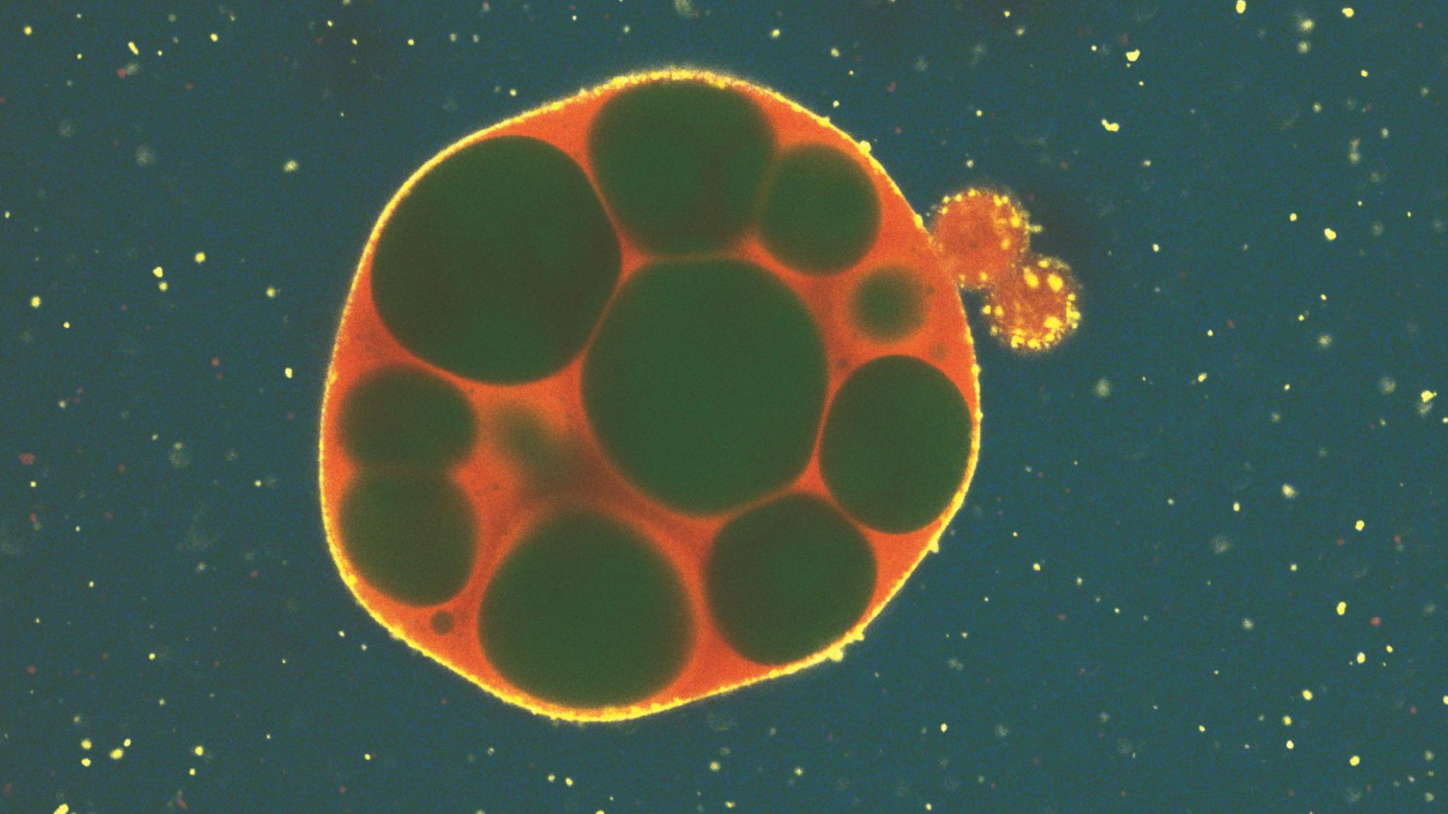 Synthetic Cells: Function Through Mutation